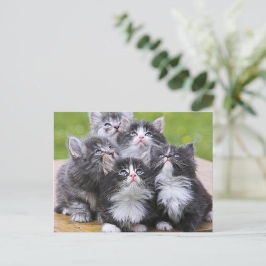 Carte Postale Cute chatons (Debout devant)