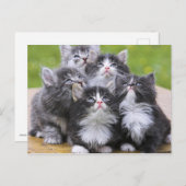 Carte Postale Cute chatons (Devant / Derrière)