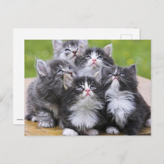 Carte Postale Cute chatons (Devant / Derrière)