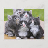 Carte Postale Cute chatons (Devant)