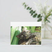 Carte Postale Cute chatons bouddin (Debout devant)