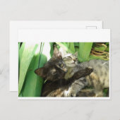 Carte Postale Cute chatons bouddin (Devant / Derrière)