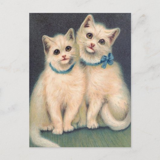 Carte Postale Cute chatte blanche (Devant)