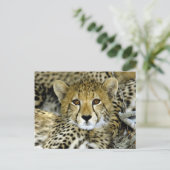 Carte Postale Cute Cheetah (Debout devant)