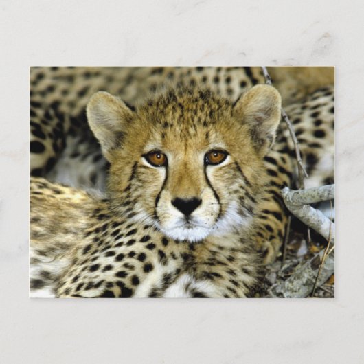 Carte Postale Cute Cheetah (Devant)