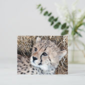 Carte Postale Cute Cheetah Cub Photo (Debout devant)