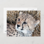 Carte Postale Cute Cheetah Cub Photo (Devant / Derrière)