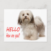 Carte Postale Cute Chien Chien Chien Chien Chien Qui Pense De Vo (Devant)