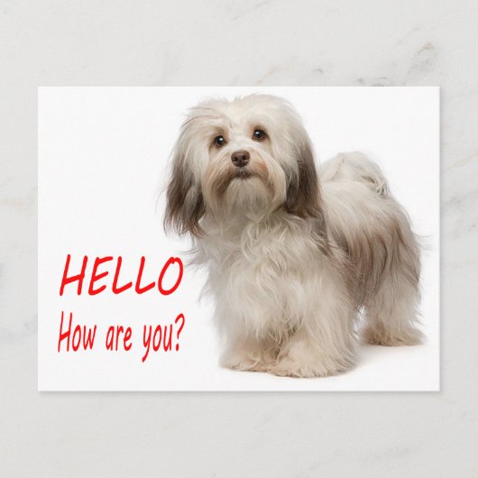 Carte Postale Cute Chien Chien Chien Chien Chien Qui Pense De Vo (Devant)