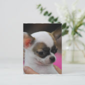 Carte postale Cute Chihuahua (Debout devant)