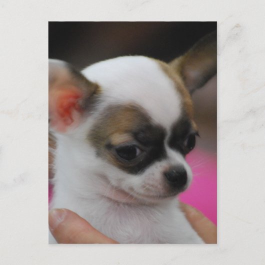 Carte postale Cute Chihuahua (Devant)