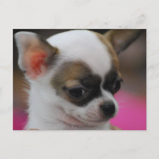 Carte postale Cute Chihuahua (Devant)