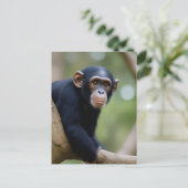 Carte postale Cute Chimp (Debout devant)
