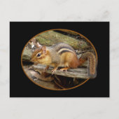 Carte postale Cute Chipmunk (Devant)