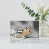 Carte Postale Cute Chipmunk (Debout devant)