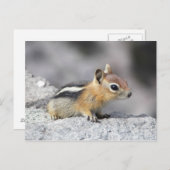 Carte Postale Cute Chipmunk (Devant / Derrière)