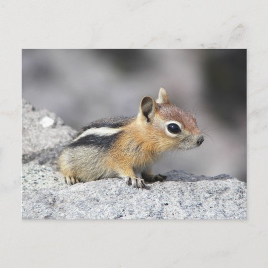 Carte Postale Cute Chipmunk (Devant)