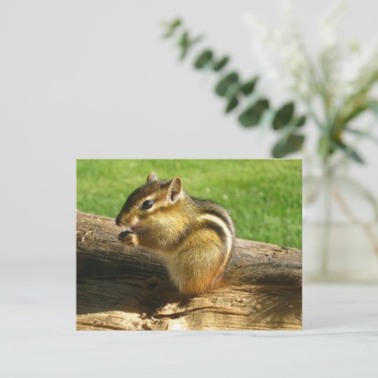 Carte Postale Cute Chipmunk (Debout devant)