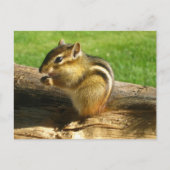 Carte Postale Cute Chipmunk (Devant)