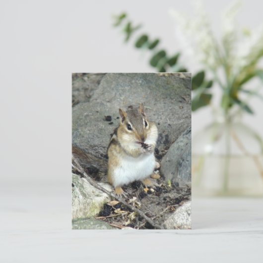 Carte postale Cute Chipmunk (Debout devant)