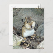 Carte postale Cute Chipmunk (Devant / Derrière)