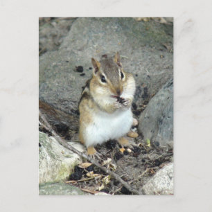 Carte postale Cute Chipmunk