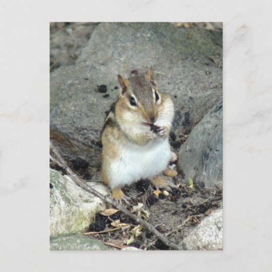 Carte postale Cute Chipmunk (Devant)