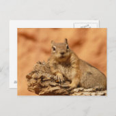 Carte Postale Cute chipmunk (Devant / Derrière)