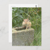 Carte Postale Cute Chipmunk (Devant / Derrière)