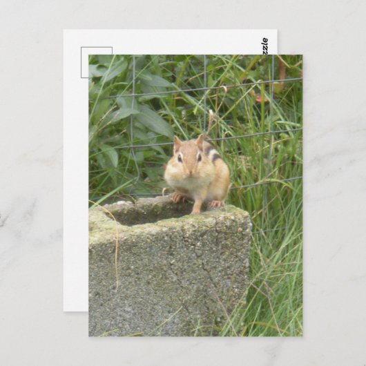 Carte Postale Cute Chipmunk (Devant / Derrière)