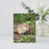 Carte Postale Cute Chipmunk (Debout devant)