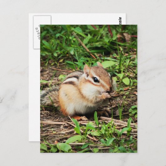 Carte Postale Cute Chipmunk (Devant / Derrière)