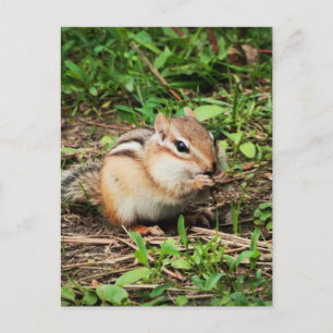 Carte Postale Cute Chipmunk