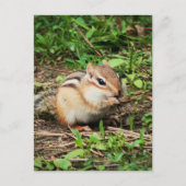Carte Postale Cute Chipmunk (Devant)