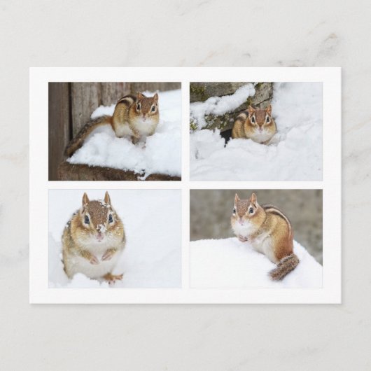 Carte Postale Cute Chipmunk assis dans la neige 4 Photo Collage (Devant)