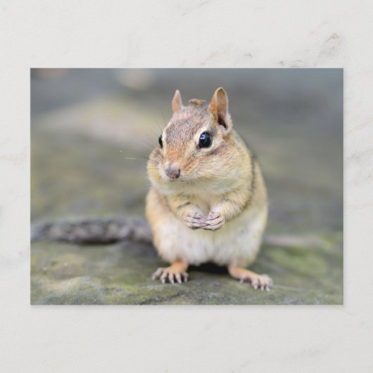 Carte Postale Cute Chipmunk avec Bug Friend (Devant)