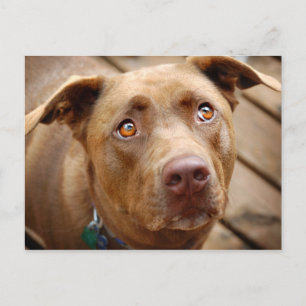 Carte Postale Cute chocolat Lab Pit Mix Portrait de chien 5