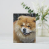 Carte postale Cute Chow Chow (Debout devant)