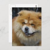 Carte postale Cute Chow Chow (Devant / Derrière)
