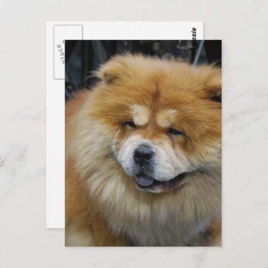 Carte postale Cute Chow Chow (Devant / Derrière)