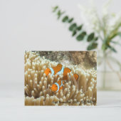 Carte Postale Cute Clown Fish (Debout devant)