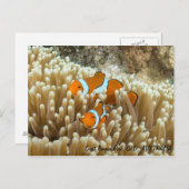 Carte Postale Cute Clown Fish (Devant / Derrière)
