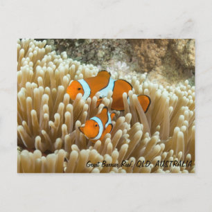 Carte Postale Cute Clown Fish Postcard