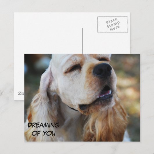 Carte Postale Cute Cocker (Devant / Derrière)