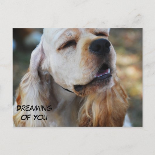 Carte Postale Cute Cocker (Devant)