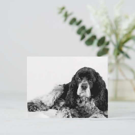 Carte Postale Cute Cocker Spaniel (Debout devant)