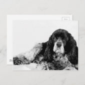 Carte Postale Cute Cocker Spaniel (Devant / Derrière)