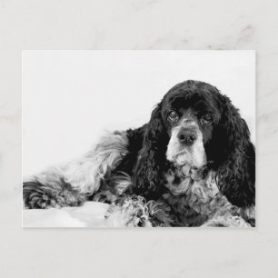 Carte Postale Cute Cocker Spaniel