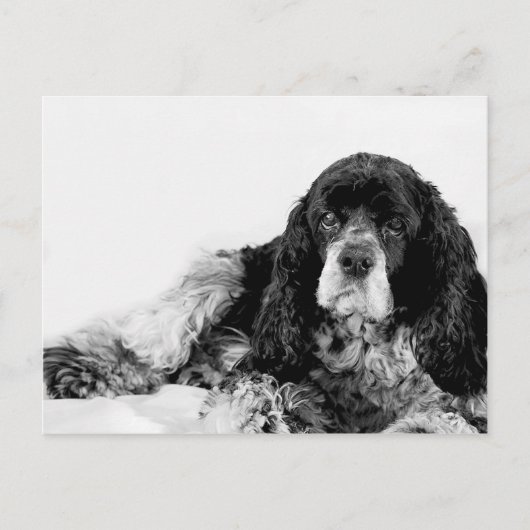 Carte Postale Cute Cocker Spaniel (Devant)