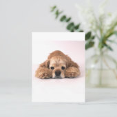 Carte Postale Cute Cocker Spaniel (Debout devant)